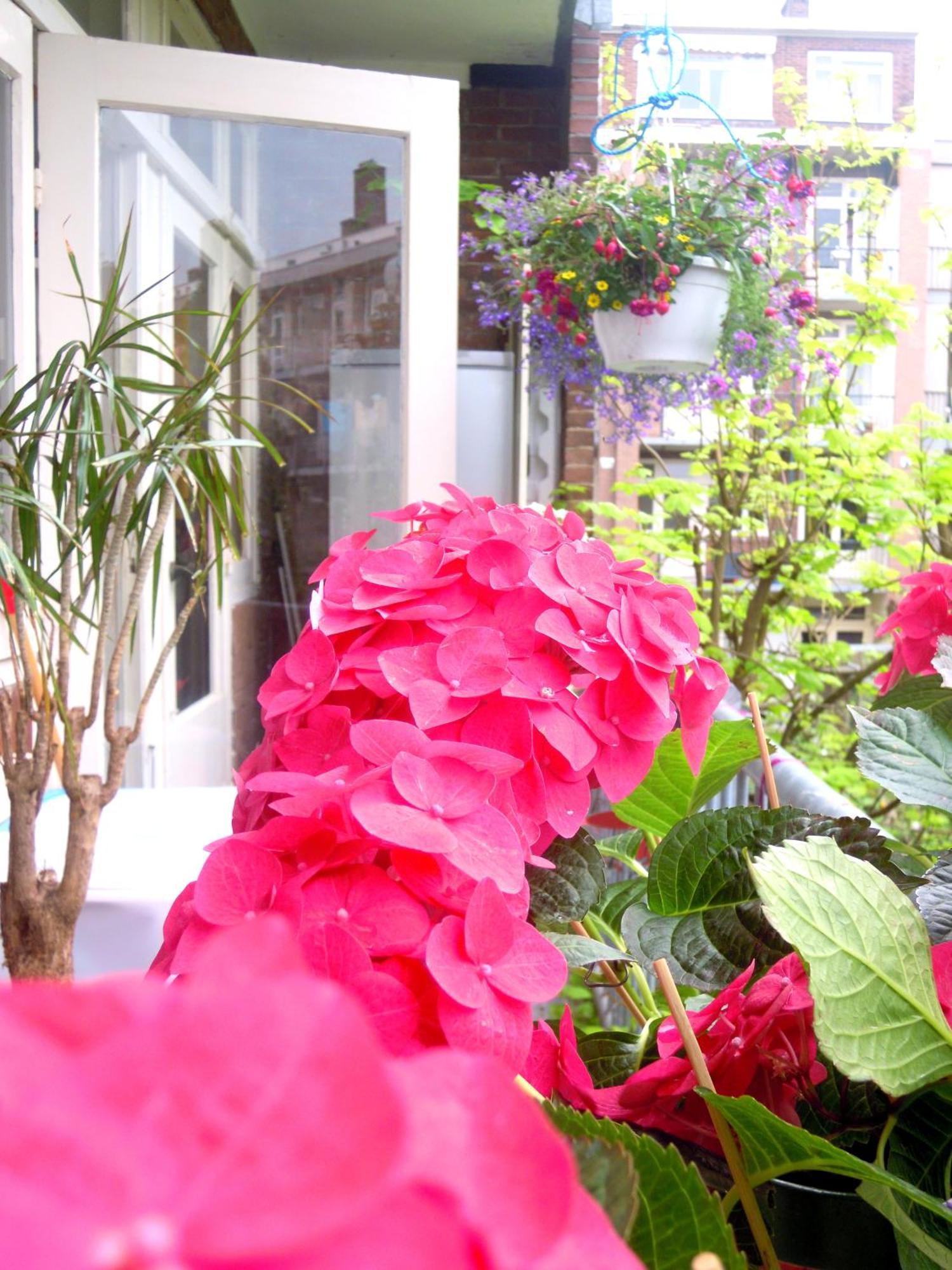 Missortelia B&B Amsterdam Eksteriør bilde